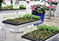 Imara XDR being compared with other varieties.